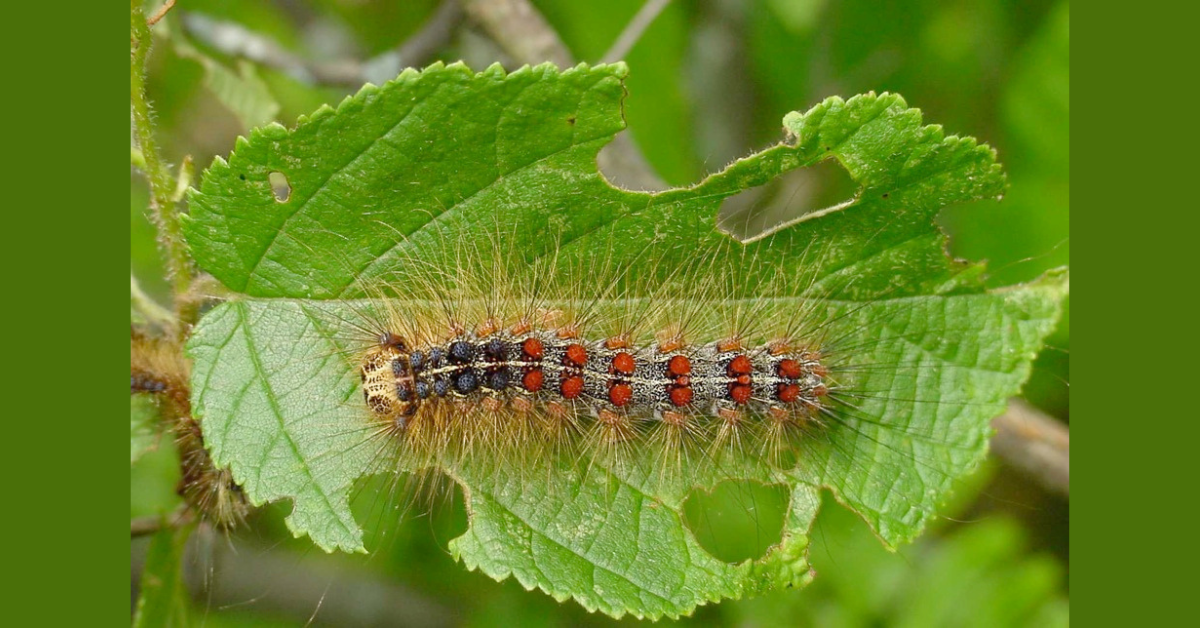 Photo of spongy moth caterpillar
