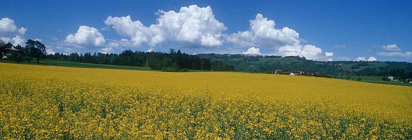 Wheat Field in Kenosha County