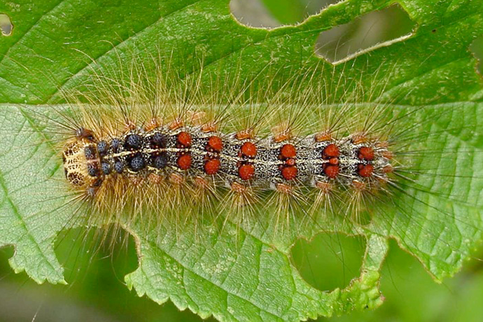 Spongy Moth - Larva/Caterpillar Stage