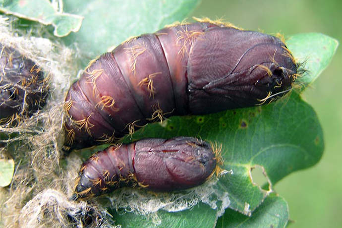 Spongy Moth - Pupa Stage