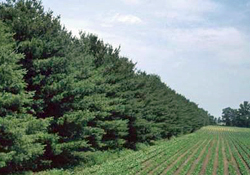 Line of Cedar Trees at a Tree Farm